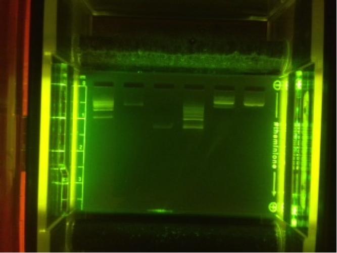 DIY Bio - Immediate result