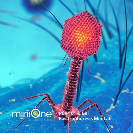 PCR 101 & Gel Electrophoresis MiniLab
