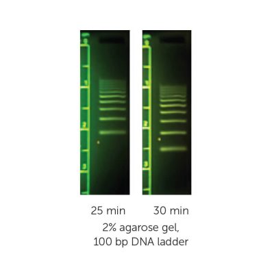 M3117 - MiniOne - 100 bp DNA Ladder