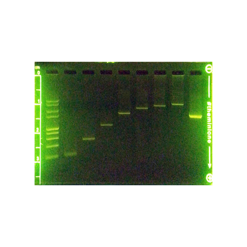 M3144 - MiniOne - UniversalDNAMarker