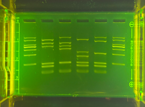 500 bp DNA Ladder (M3145) - Image 2