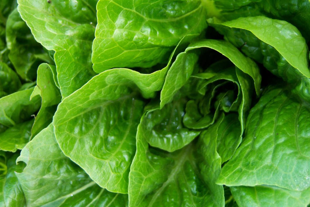 Foodborne Outbreak