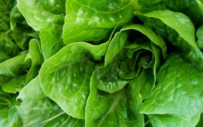 Lettuce Investigate! Studying Foodborne Outbreaks in the Lab