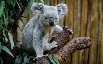 Teaching Evolution? Koala Genome Reveals Unique Adaptations