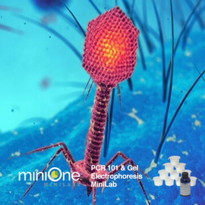 PCR 101 and Gel Electrophoresis MiniLab (M6001TAE)