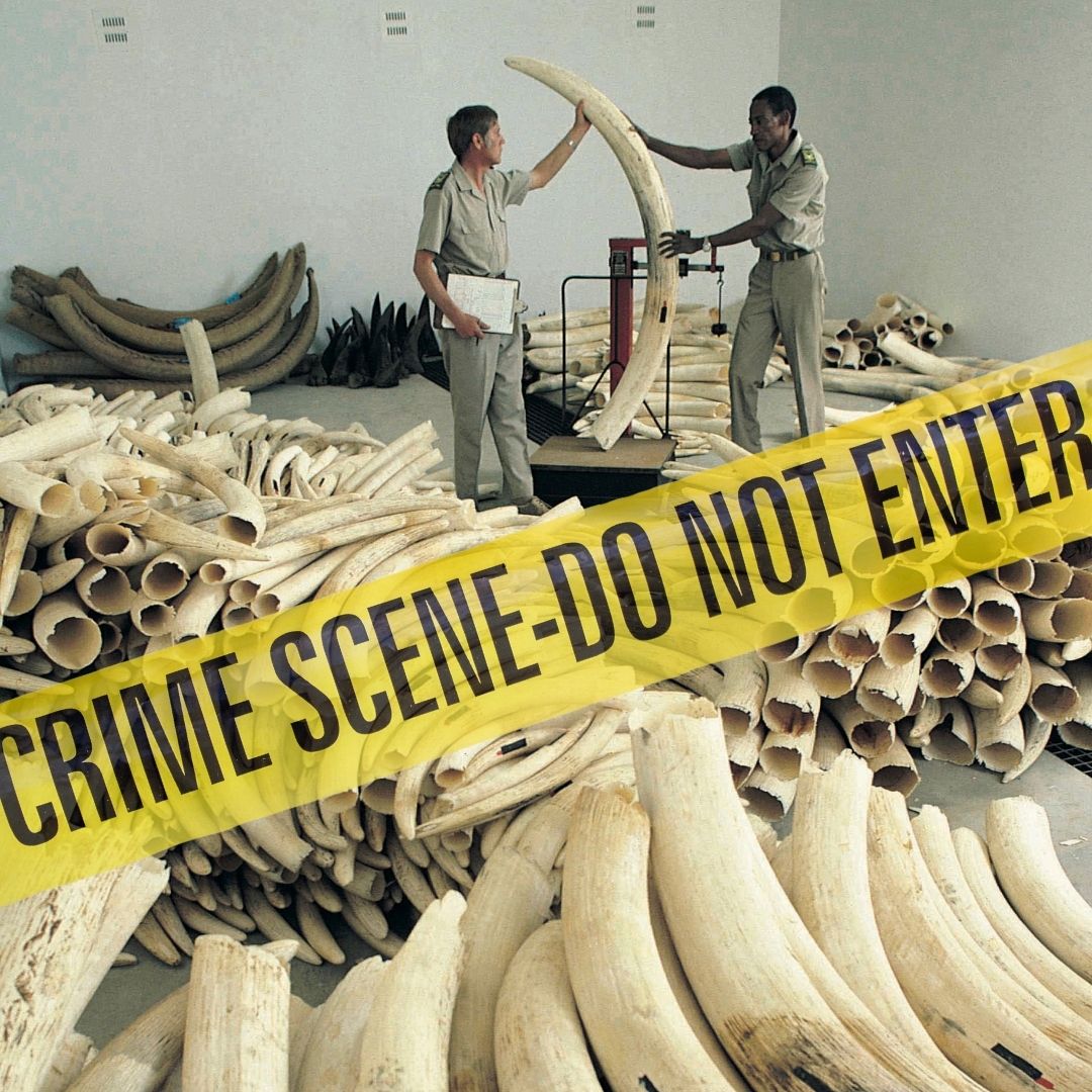 elephant ivory lab
