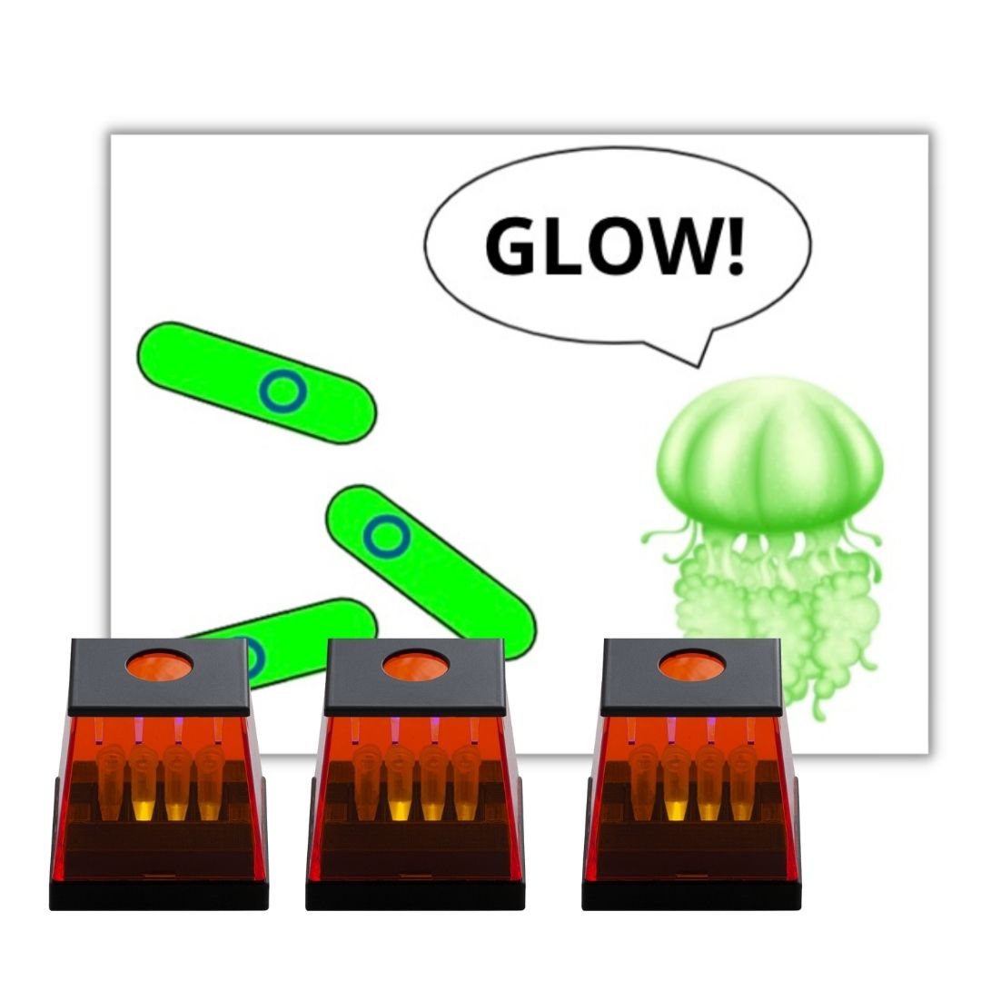 bacterial transformation lab kit