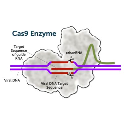 Molecular Masterpieces: Crafting Genetics with CRISPR MiniLab (M3019TAE)